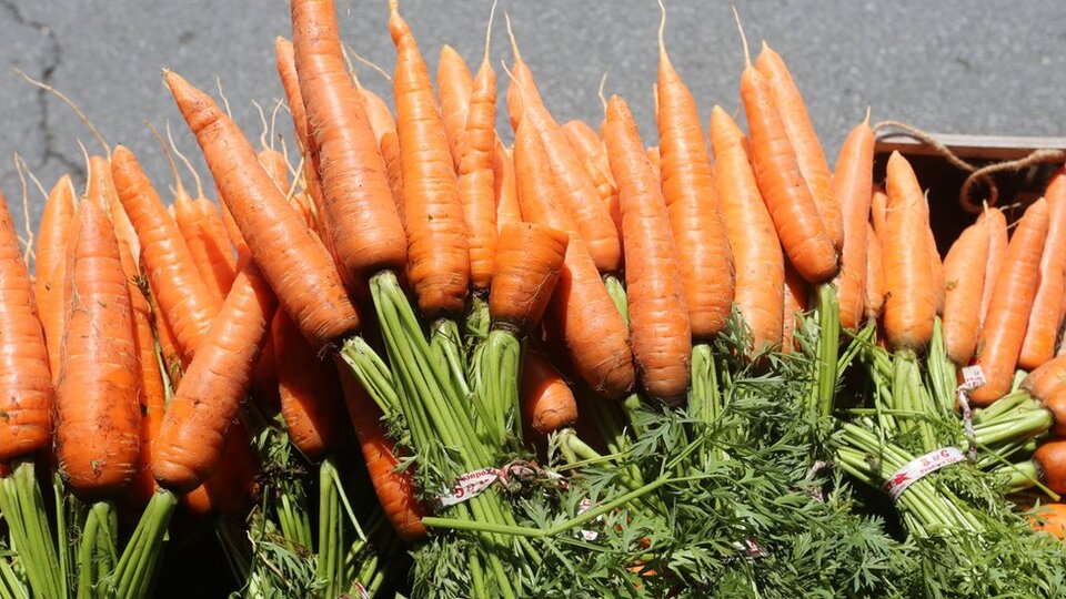 Havuç neden turuncudur?