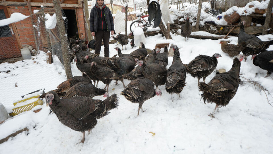 Bu hindiler Türkiye'nin dört bir yanına gidiyor