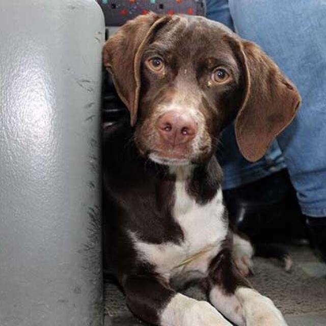 Üşüyen köpek dolmuşa bindi!
