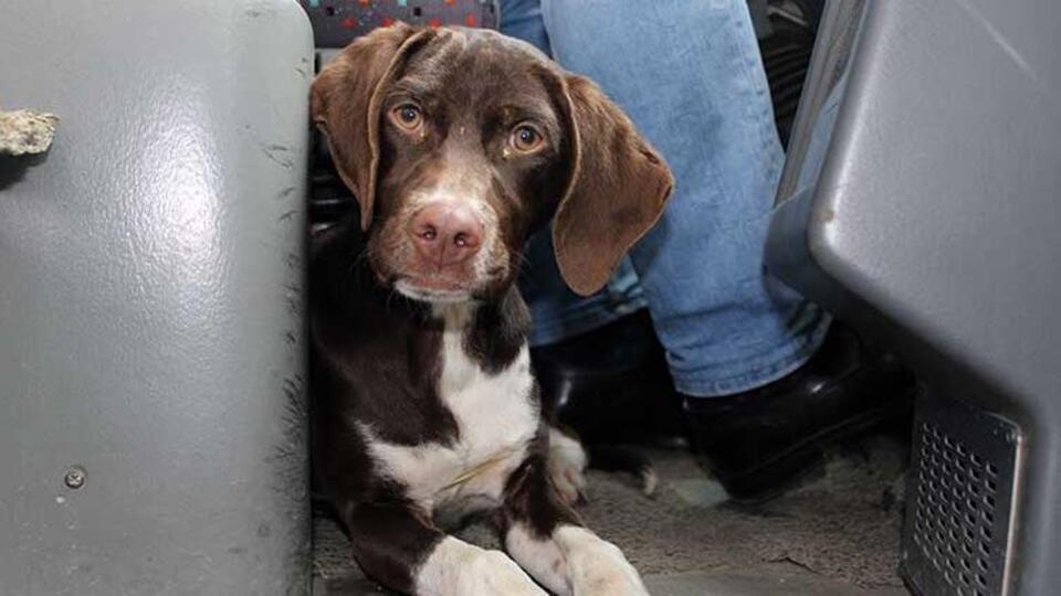 Üşüyen köpek dolmuşa bindi!