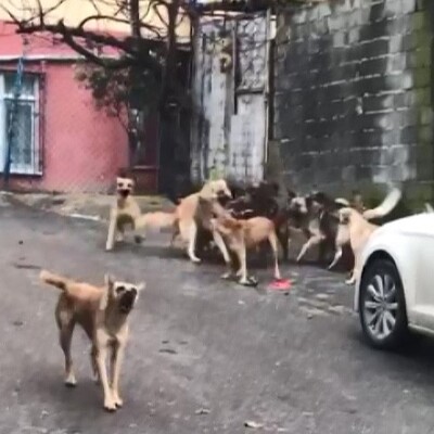 Köpeklerle tek göz odada yaşayan kadın gözaltına alındı