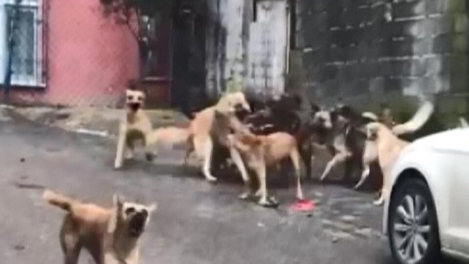 Köpeklerle tek göz odada yaşayan kadın gözaltına alındı