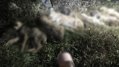 Ormanlık alana bırakılan 9 yavru köpek donarak öldü!