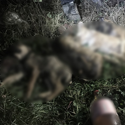 Ormanlık alana bırakılan 9 yavru köpek donarak öldü!