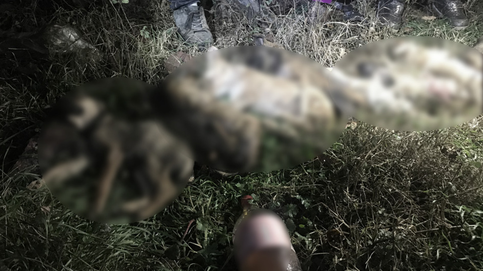 Ormanlık alana bırakılan 9 yavru köpek donarak öldü!