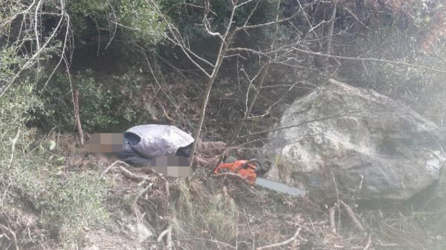 Testereyle ağaç kesiyordu, çığlıkları duyan koştu... Yaşlı adamın feci sonu
