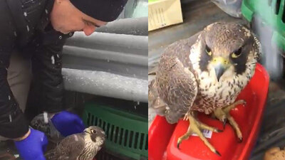 Dünyada ondan hızlısı yok! Trabzon'da bulundu