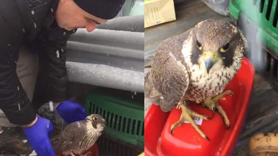 Dünyada ondan hızlısı yok! Trabzon'da bulundu