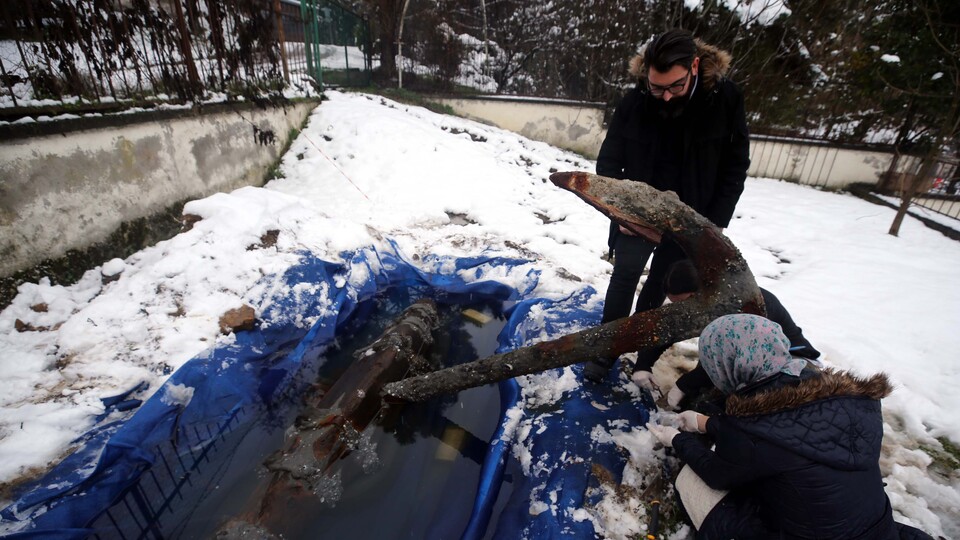 Balıkçıların ağına tesadüfen takıldı!