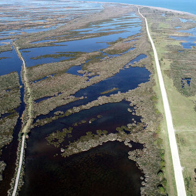 UNESCO Listesi'ndeki Kızılırmak Deltası avcılığa kapatılsın! Ördek katliamına tepki!