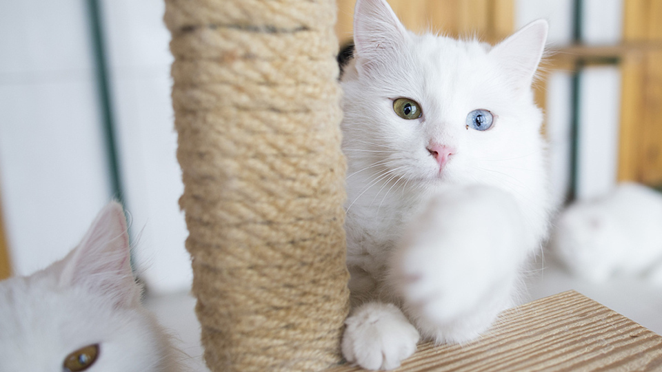 Ankara kedisi 'sevgiyle' hayata tutunuyor