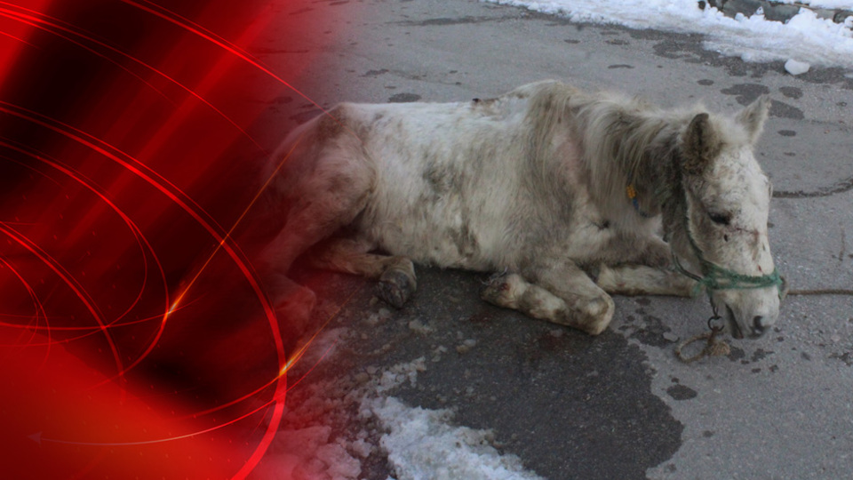 Ölüme terk edilen yaralı at, tedaviye alındı