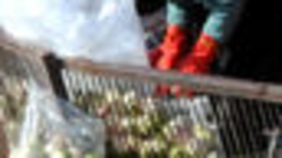 Günde 13 saat buz gibi suyun içindeler... Bu işi herkes yapamaz!