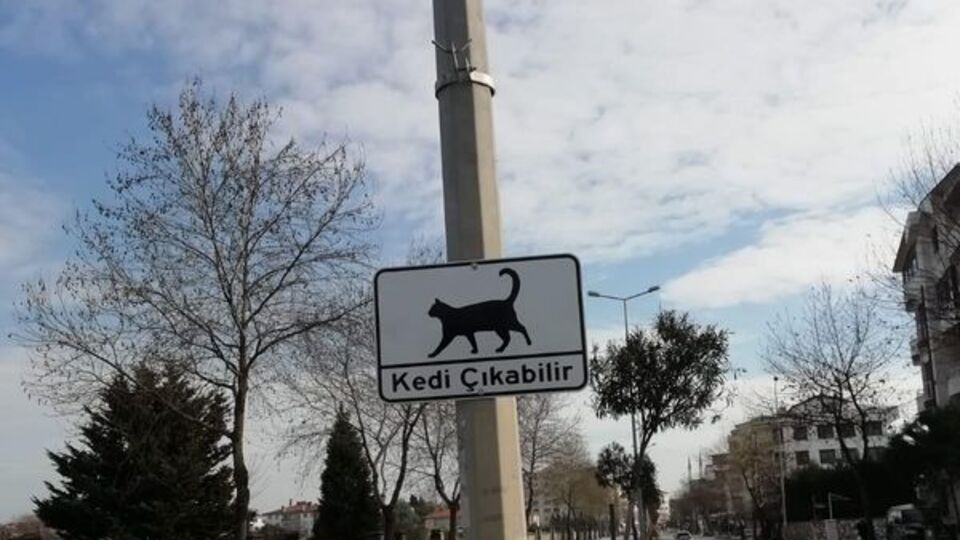 Dikkat! Kedi çıkabilir