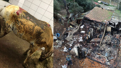 Yürek parçalayan görüntüyle ilgili yeni gelişme!