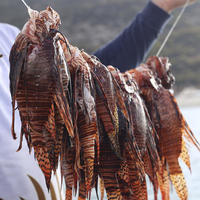 Bu balığın görünümüne aldanmayın!