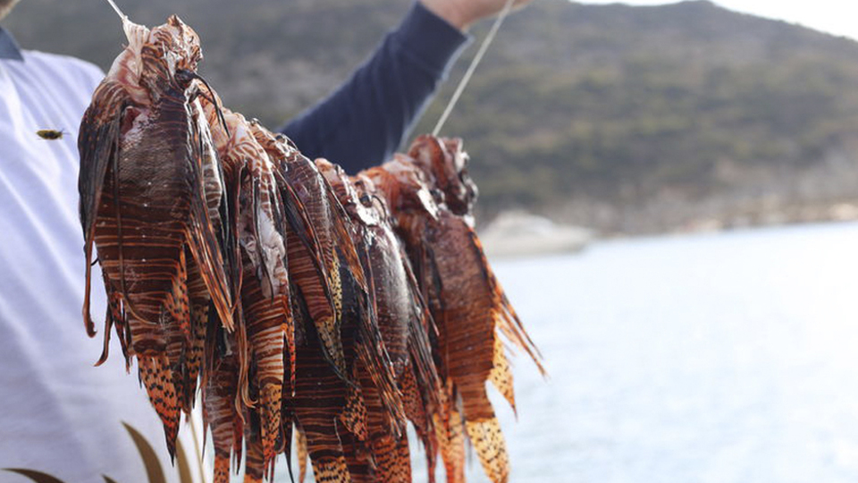 Bu balığın görünümüne aldanmayın!