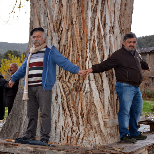 Köylüler asırlık kavak ağacı 'anıt ağaç' olsun istiyor