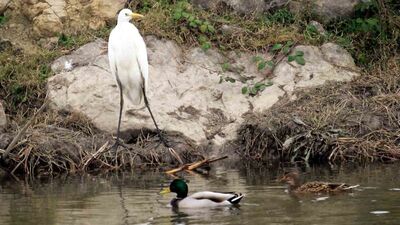 Kuş cennetini cehenneme çevirdiler! 3 kar maskeli avcı katliam yaptı