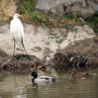 Kuş cennetini cehenneme çevirdiler! 3 kar maskeli avcı katliam yaptı