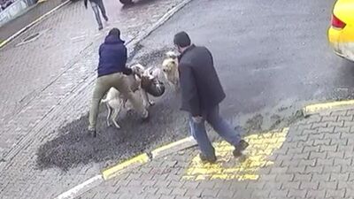 Sakarya'da pitbull dehşeti!