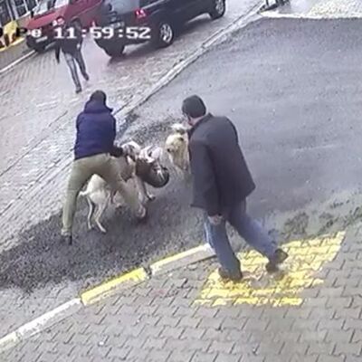 Sakarya'da pitbull dehşeti!