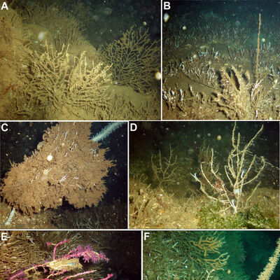 İstanbul Adalar'da 4 yıl önce tespit edilmişti... Şimdi Marmara Adası'ndan kötü haber!