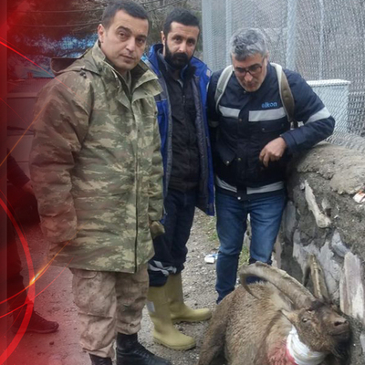 Avcılar, koruma altındaki dağ keçisini vurdu! Mehmetçik yine şefkat gösterdi!