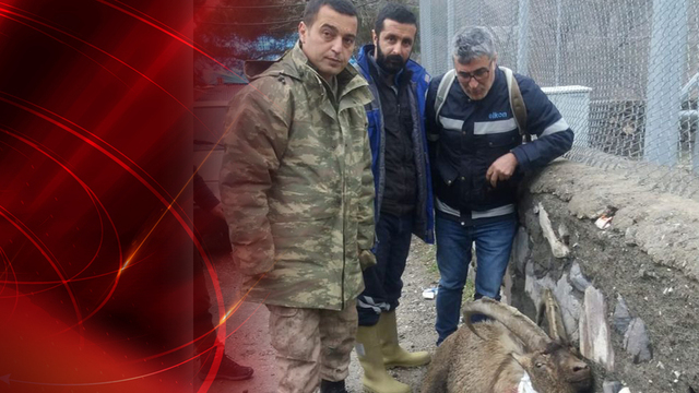 Avcılar, koruma altındaki dağ keçisini vurdu! Mehmetçik yine şefkat gösterdi!