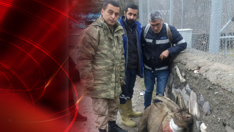 Avcılar, koruma altındaki dağ keçisini vurdu! Mehmetçik yine şefkat gösterdi!
