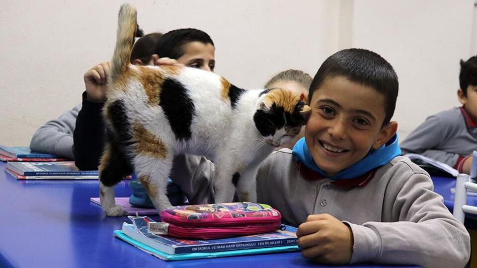 Kedi 'Pamuk' okullu oldu