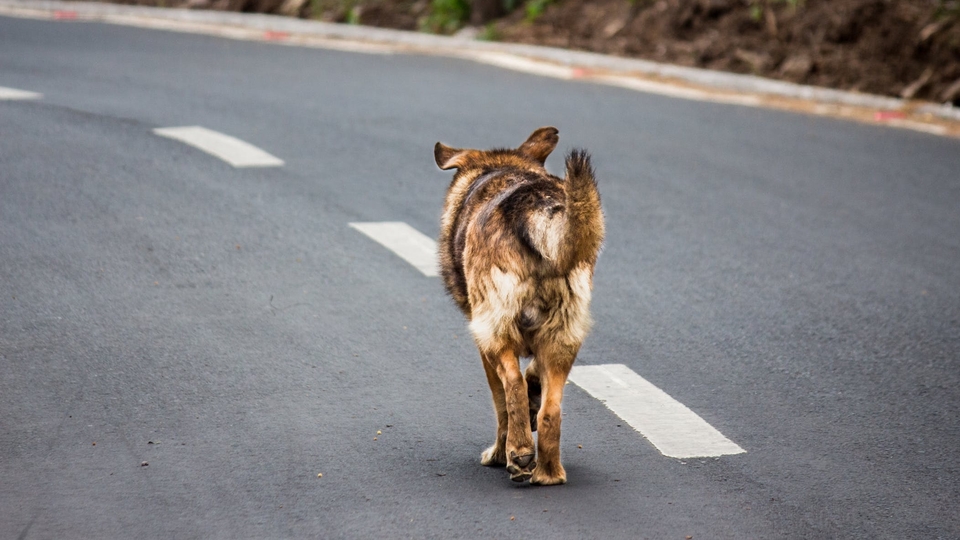 Kayseri'de sokak köpekleri tedirgin ediyor
