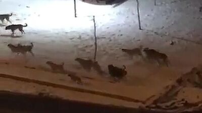 Sadece kafası ve ayakları kalmıştı!