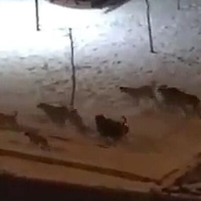 Sadece kafası ve ayakları kalmıştı!