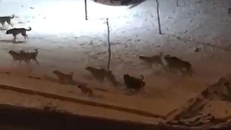 Sadece kafası ve ayakları kalmıştı!