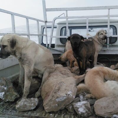 Konya'da ölüm kamyoneti iddiası!
