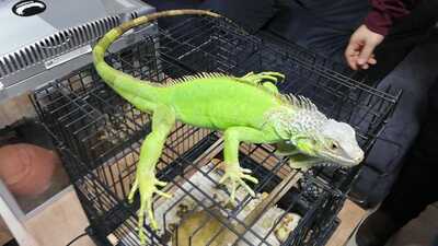 İstanbul'da polis bile şok oldu! İguana, piton, tarantula...