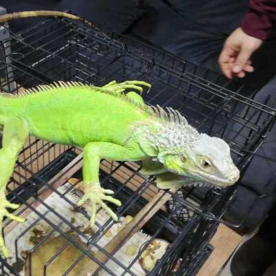 İstanbul'da polis bile şok oldu! İguana, piton, tarantula...