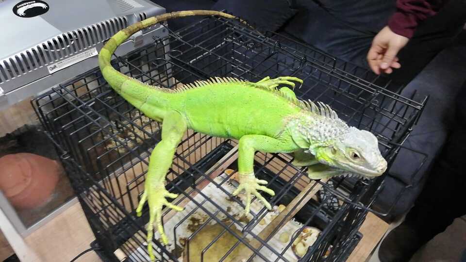 İstanbul'da polis bile şok oldu! İguana, piton, tarantula...