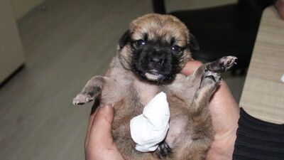 Vahşet peş peşe geldi