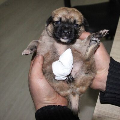 Vahşet peş peşe geldi