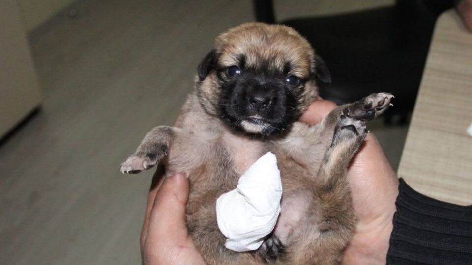 Vahşet peş peşe geldi