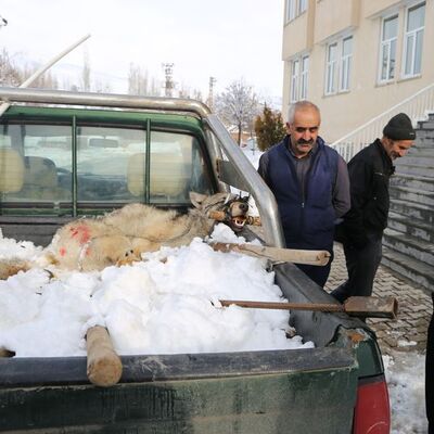 İplerle sıkıca bağladılar, kaymakam görünce...