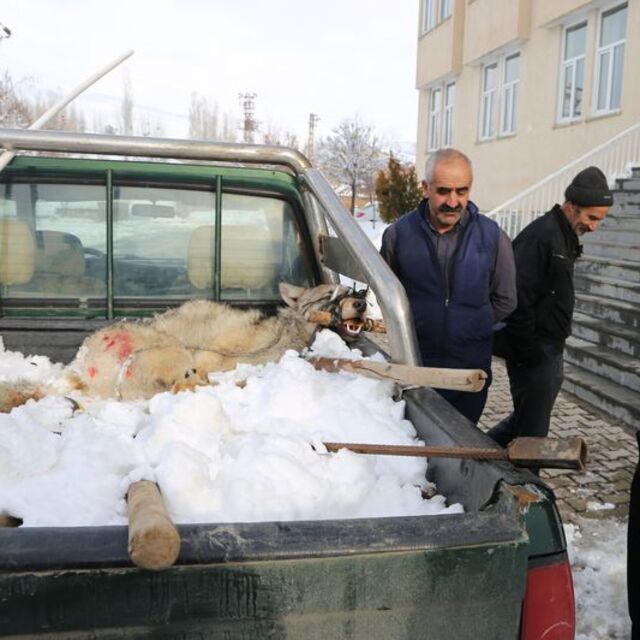 İplerle sıkıca bağladılar, kaymakam görünce...
