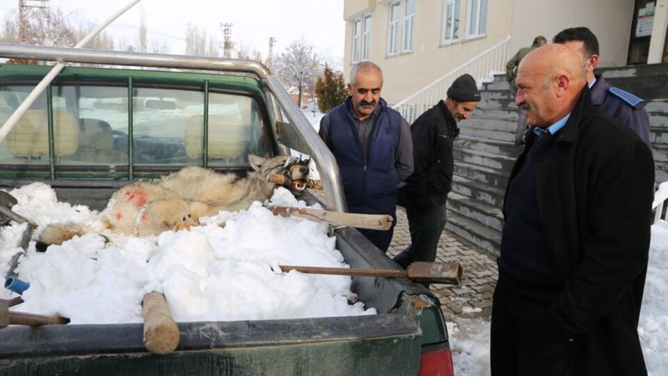 İplerle sıkıca bağladılar, kaymakam görünce...