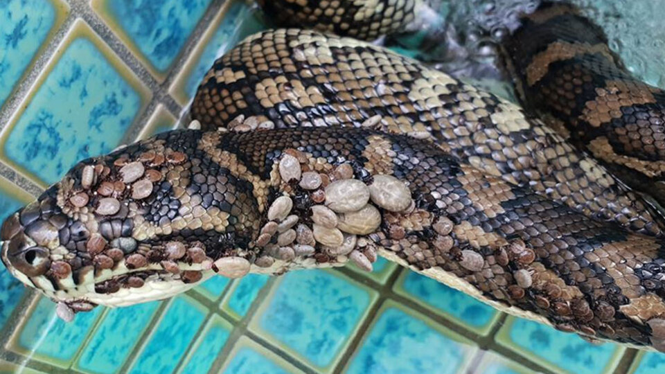 Yer Avustralya! Vücuduna 500 kene yapıştı