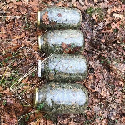 Cam kavanozda ormana gömdüler, çıkarırken suçüstü yakalandılar