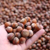 Fındık ihracatının yüzde 14,2'si Giresun'dan yapıldı