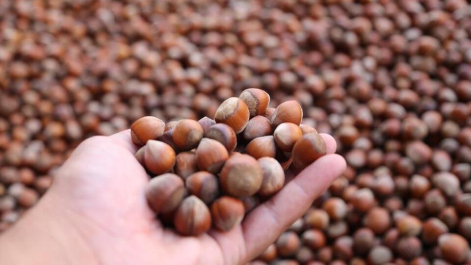 Fındık ihracatının yüzde 14,2'si Giresun'dan yapıldı