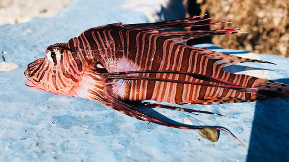 Tehlike saçıyor! Okyanuslardan Ege Denizi'ne ulaştı